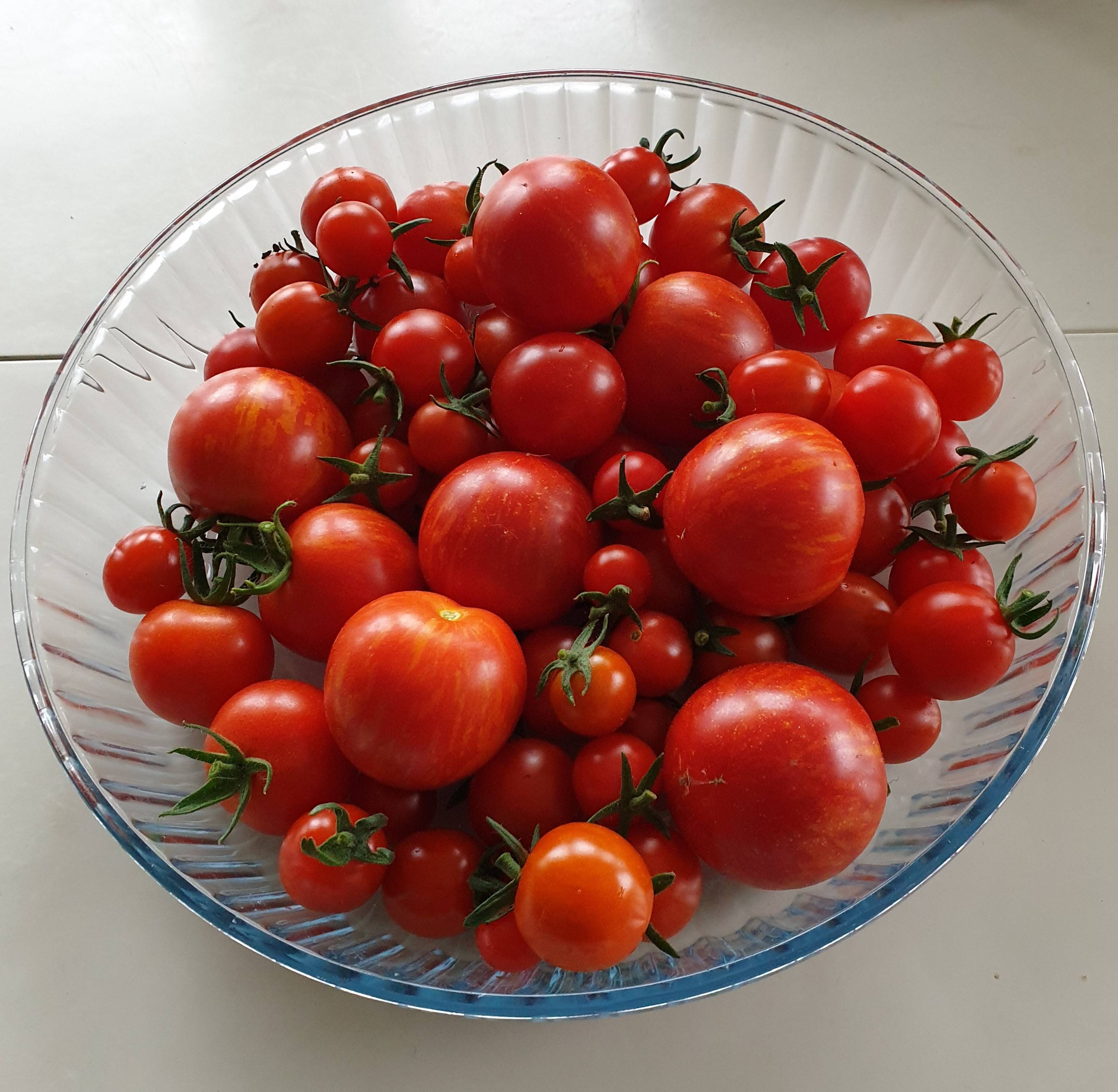 Tomat 4